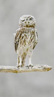 Vertical striped belly owl