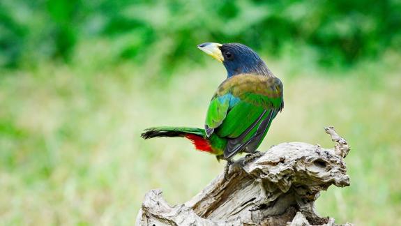 Great Barbet