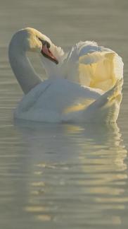 mute swan 2