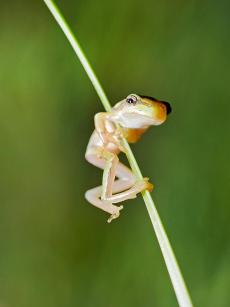 Frogface