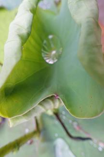 Dripping water droplets31