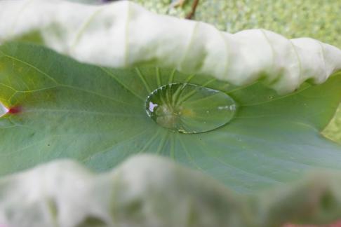 Dripping water droplets32