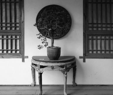 potted plant 1