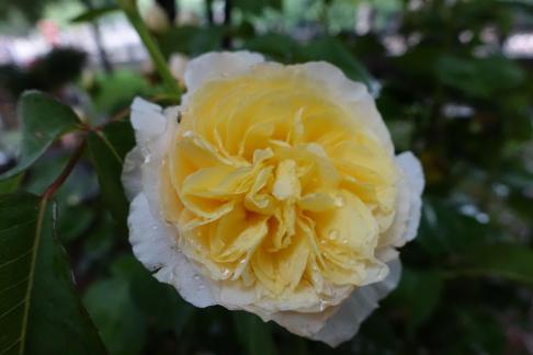 chinese rose 6