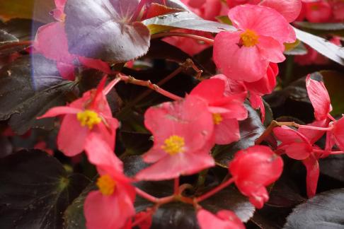 Begonia semperflorens 1