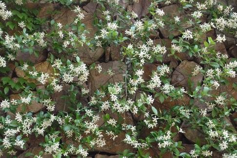 Small flowers on the wall
