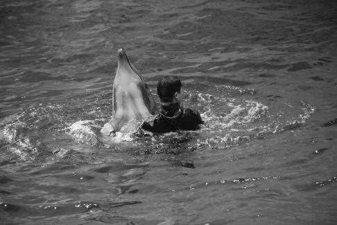 Marine Animal Performance 23