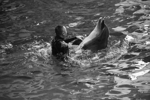 Marine Animal Performance 25