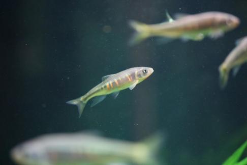 zacco platypus 18
