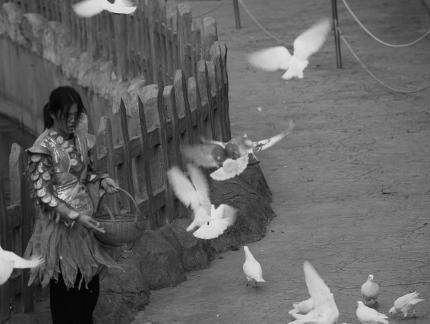 Feed the Peace Dove 6