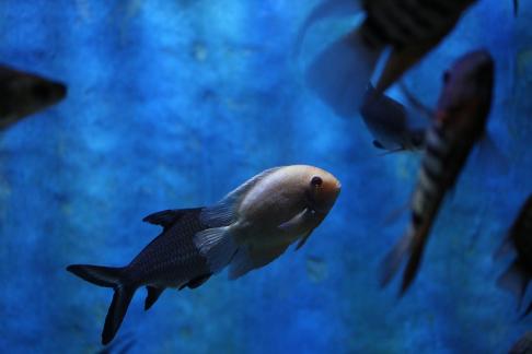 Blue Shark 5