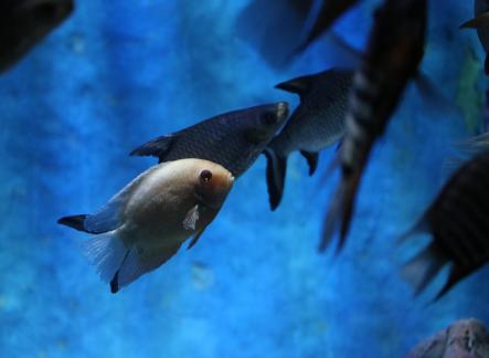 Blue Shark 6
