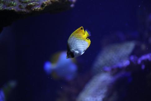 butterfly fish 6