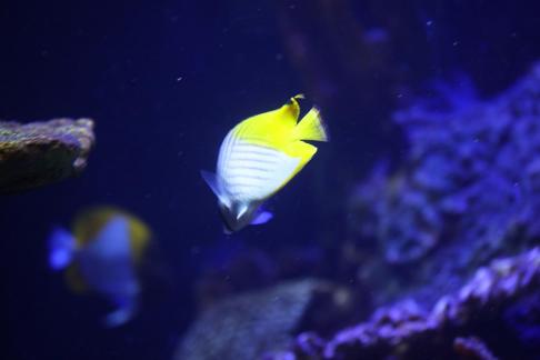 butterfly fish 8
