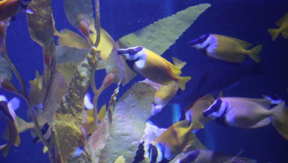 Fox Fish 7
