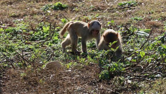 monkey 16