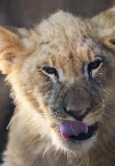 lion 13