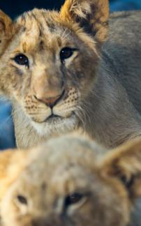 lion 14