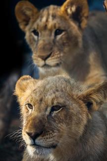 lion 15