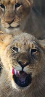 lion 16