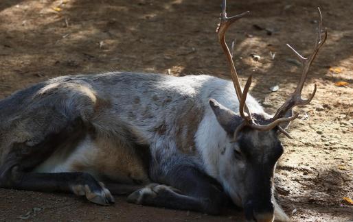 reindeer 1