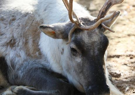 reindeer 2