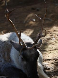 reindeer 4