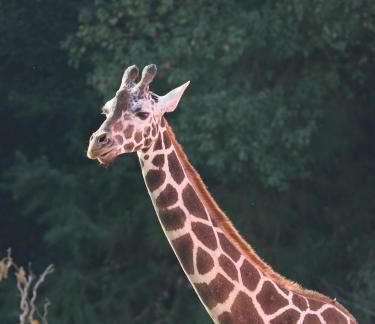 giraffe 4