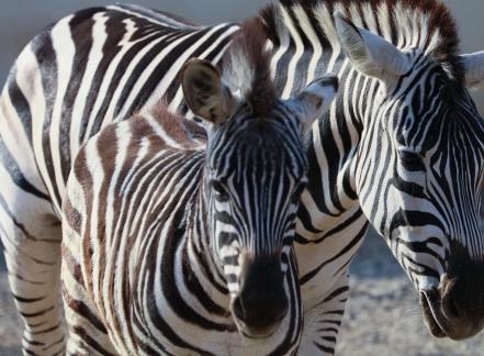 zebra 2