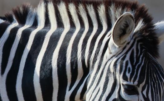 zebra 3