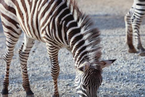 zebra 4