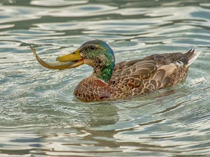 fishing duck