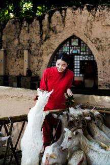 The woman feeding sheep