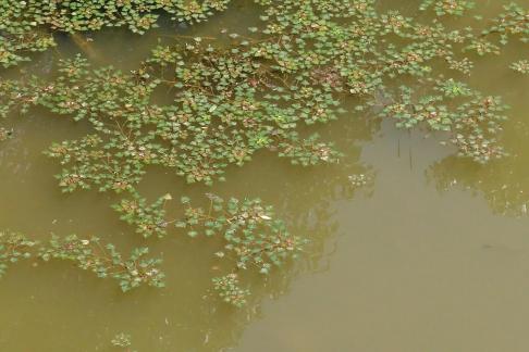 Lingye Yuanbao Grass 3