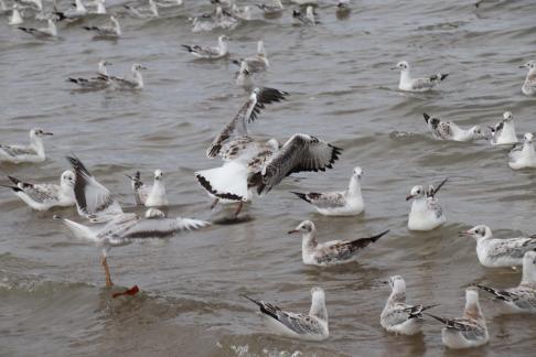 White Feather Sweeping Waves 1