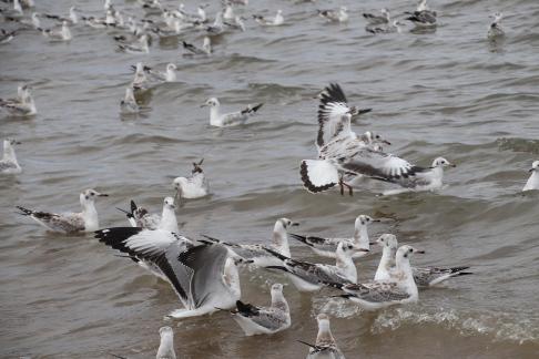 White Feather Sweeping Waves 2