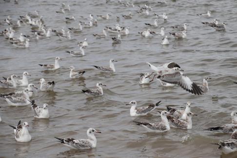 White Feather Sweeping Waves 3