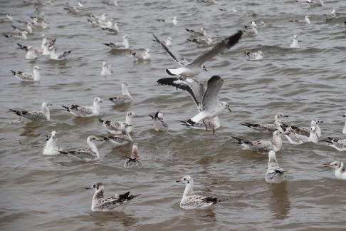 White Feather Sweeping Waves 4