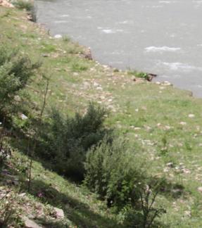 Riverside Qingqing 4