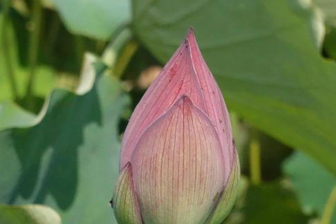 In the lotus pond 13