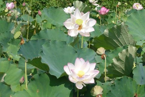 In the lotus pond 14
