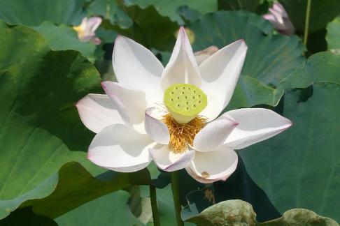 In the lotus pond 15