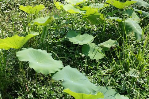 In the lotus pond 16