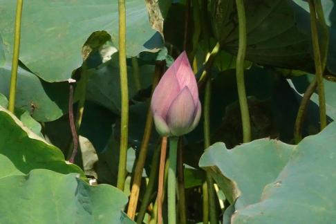 Lotus flowers in Yangchi 9