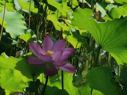 Lotus flowers in Yangchi 10