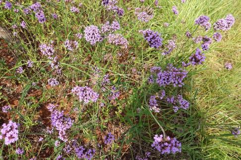 Purple flowered green grass 1