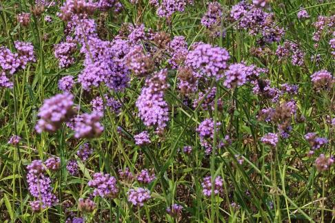 Purple flowered green grass 2