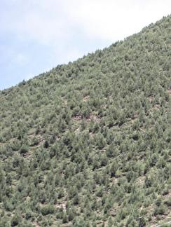 Yuanpo Flowing Clouds 10