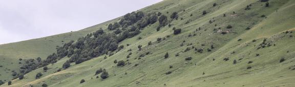 Yuanpo Flowing Clouds 11