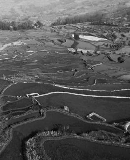 Terraced fields scenery 1